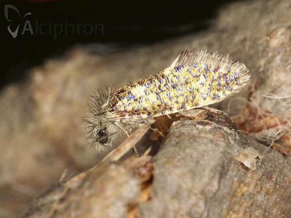 Eriocrania sparrmannella