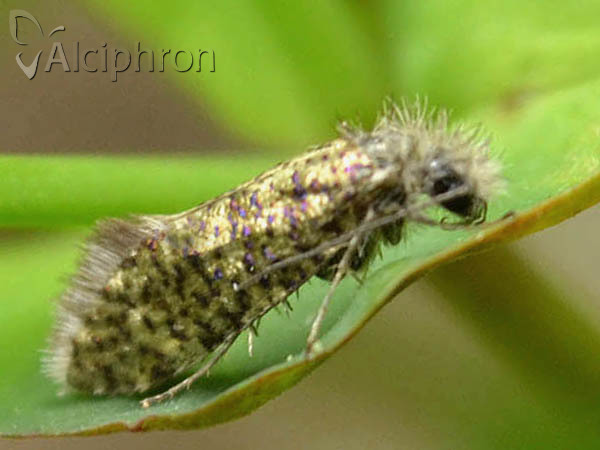 Eriocrania sparrmannella