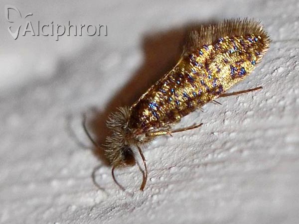 Eriocrania sparrmannella