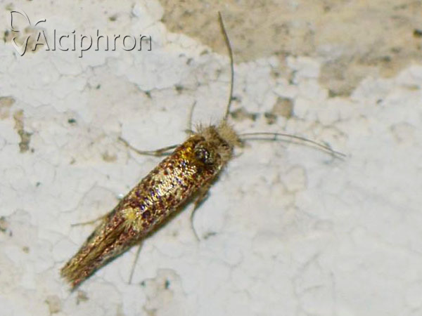 Eriocrania sparrmannella