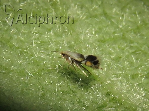 Coptodisca lucifluella