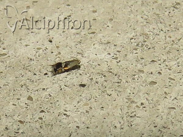 Coptodisca lucifluella