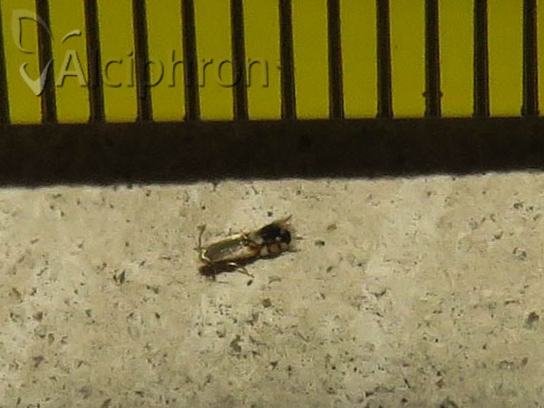 Coptodisca lucifluella