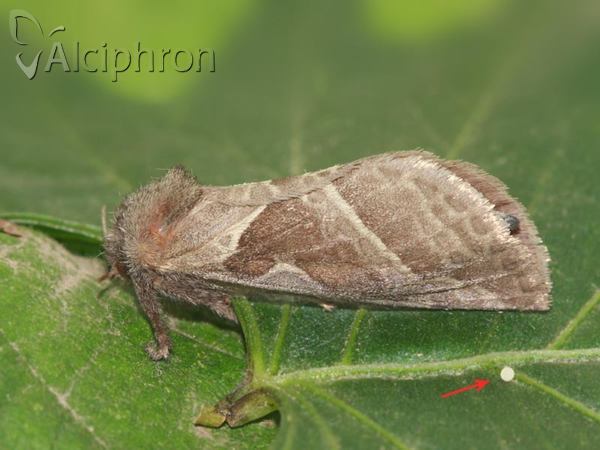 Triodia sylvina