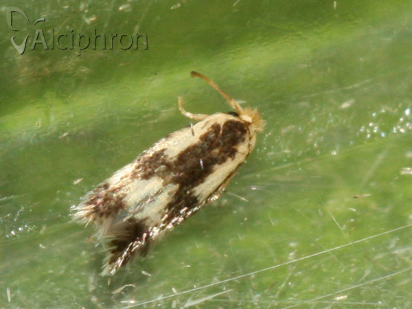 Stigmella trimaculella