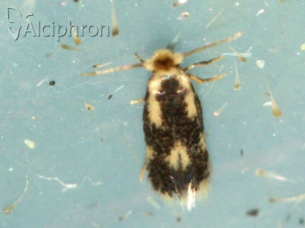 Stigmella trimaculella