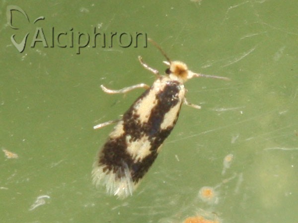 Stigmella trimaculella