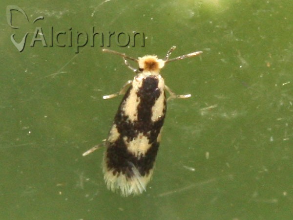 Stigmella trimaculella
