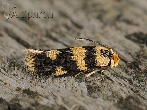 Ectoedemia louisella