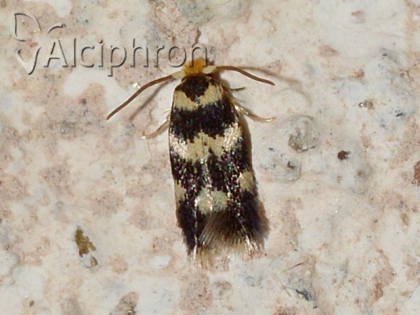 Ectoedemia louisella