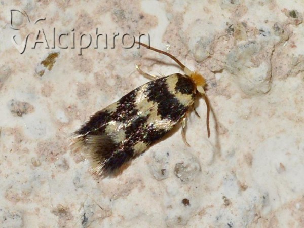 Ectoedemia louisella