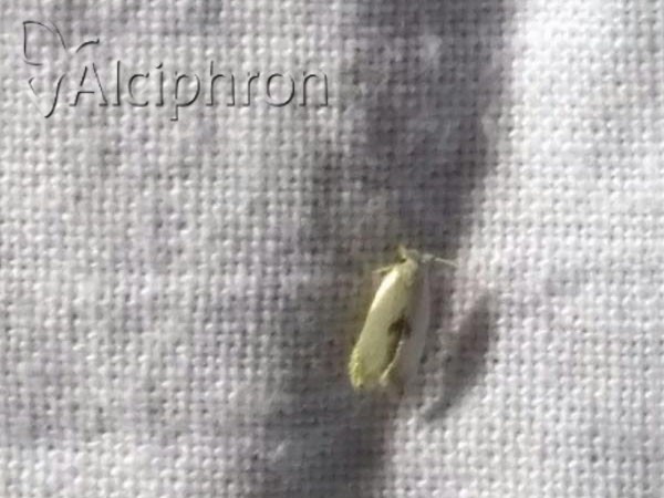 Pseudopostega auritella