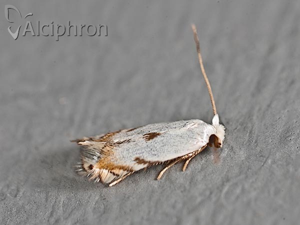 Pseudopostega crepusculella