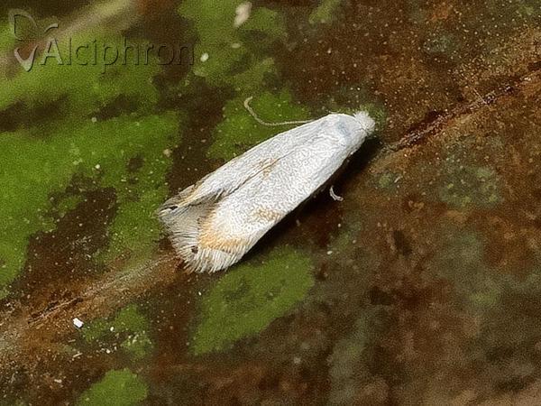 Pseudopostega crepusculella