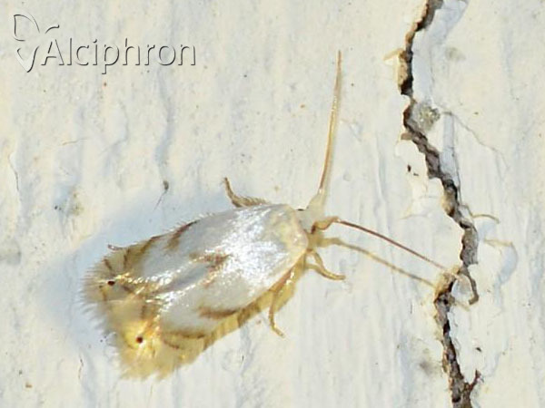 Pseudopostega crepusculella