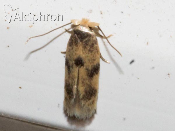 Opostega spatulella