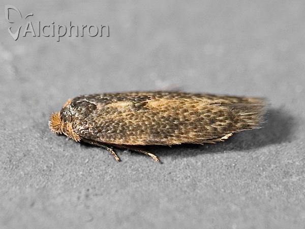 Opostega spatulella