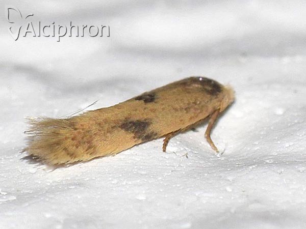 Opostega spatulella