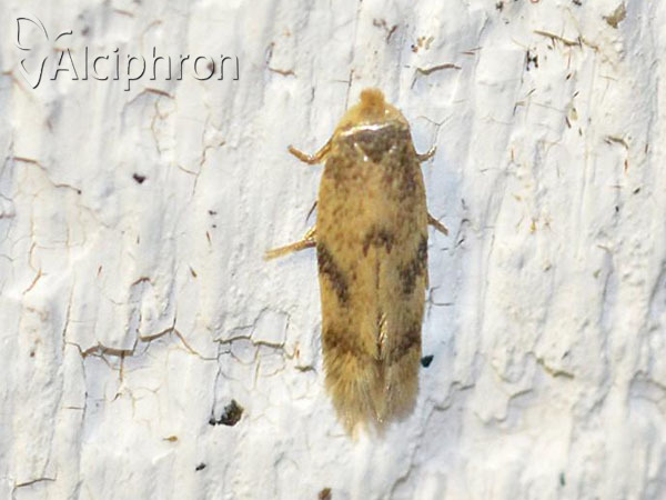 Opostega spatulella