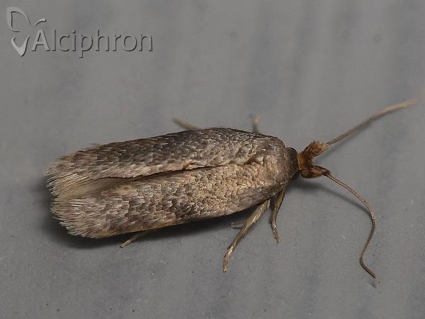 Opostega spatulella