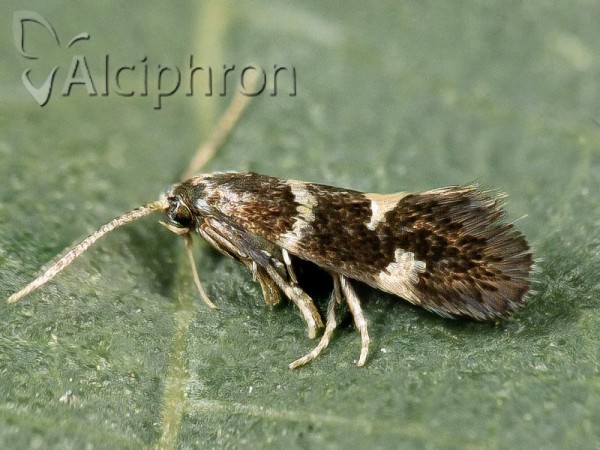 Antispila treitschkiella