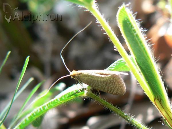 Nematopogon adansoniella