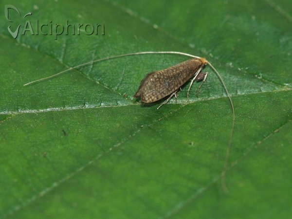 Nematopogon adansoniella