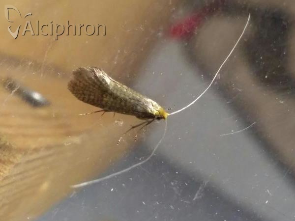 Nematopogon adansoniella