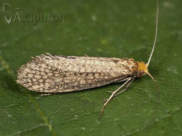 Nematopogon adansoniella