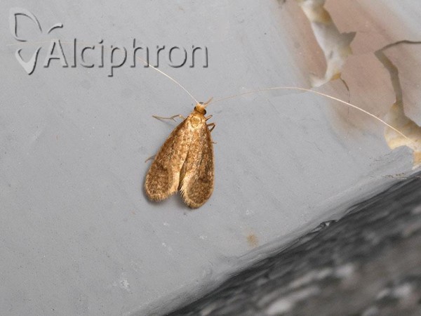 Nematopogon metaxella