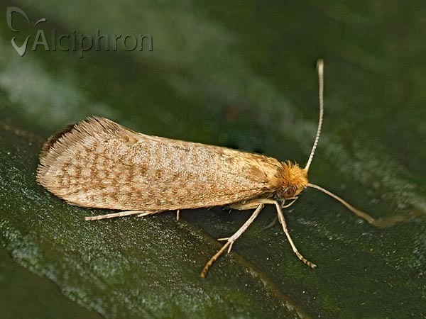 Nematopogon swammerdamella