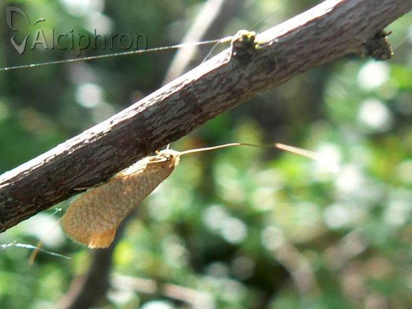 Nematopogon swammerdamella