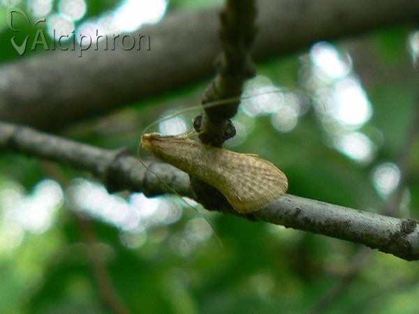 Nematopogon swammerdamella