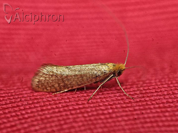 Nematopogon swammerdamella