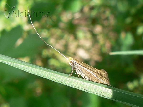 Nematopogon robertella
