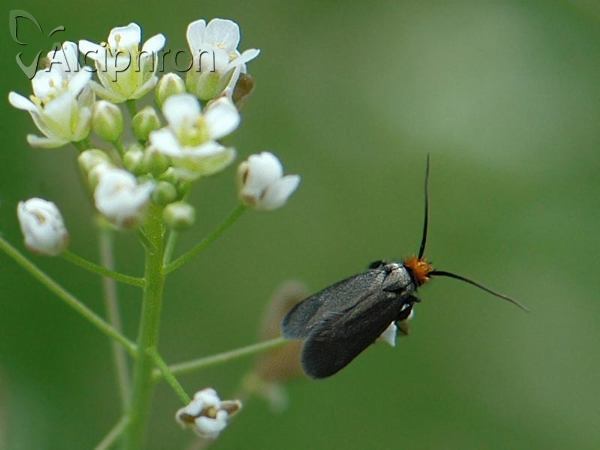 Cauchas rufifrontella