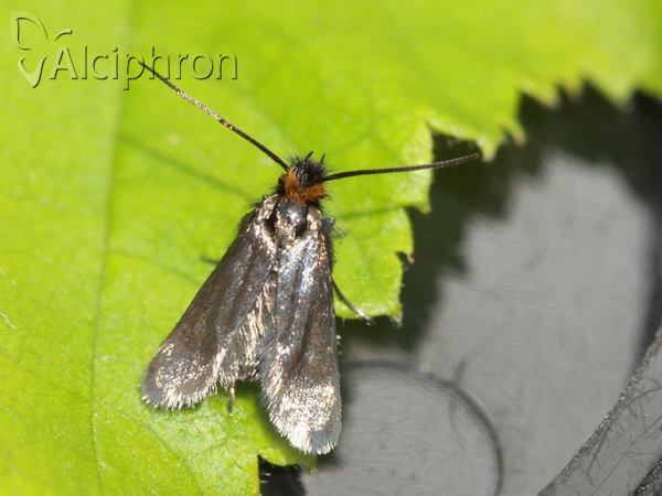 Cauchas rufifrontella
