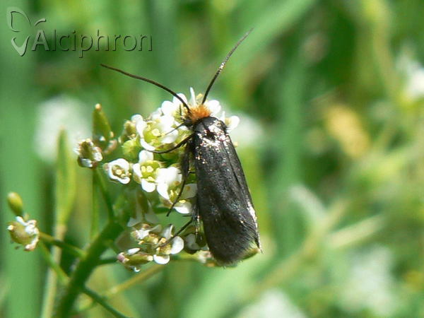 Cauchas rufifrontella