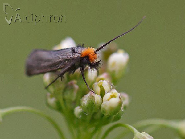 Cauchas rufifrontella