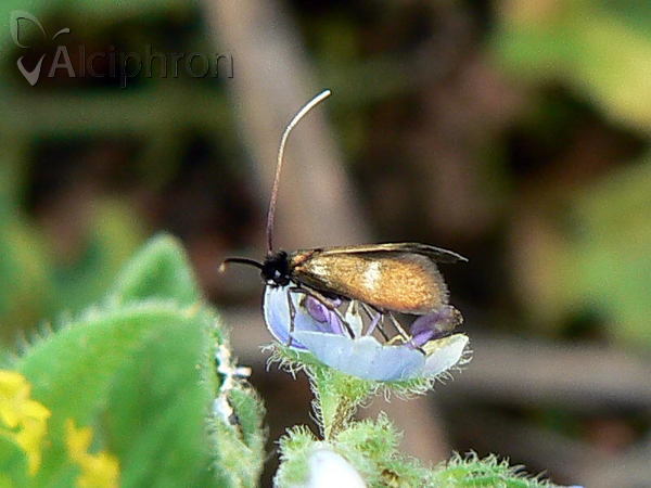 Cauchas fibulella