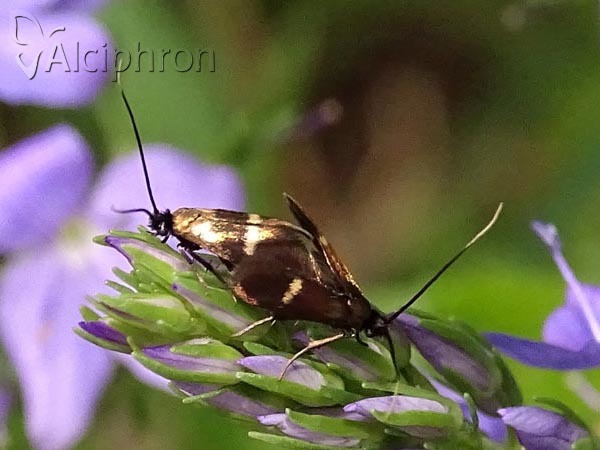 Cauchas fibulella