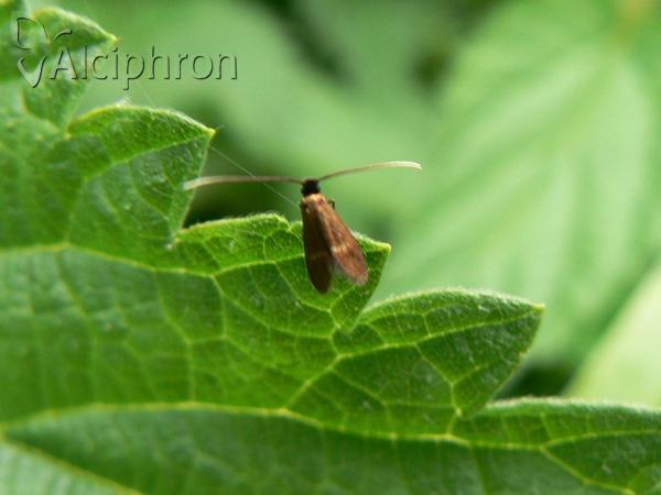 Cauchas fibulella