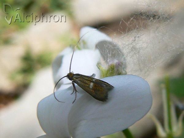 Cauchas rufimitrella