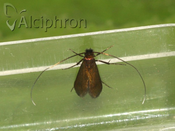 Cauchas rufimitrella