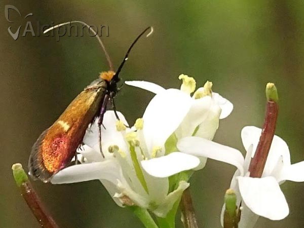Cauchas rufimitrella