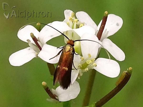 Cauchas rufimitrella