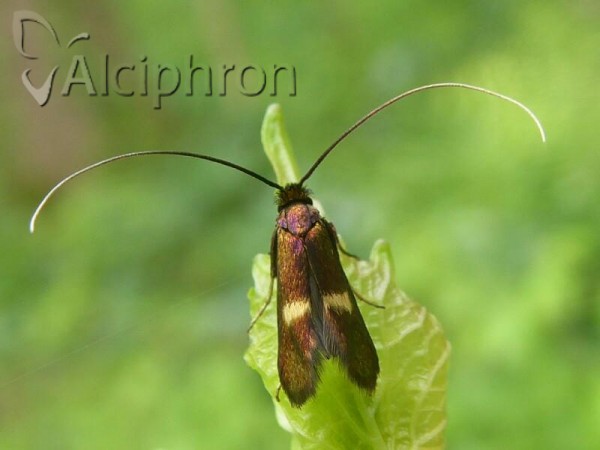 Cauchas rufimitrella