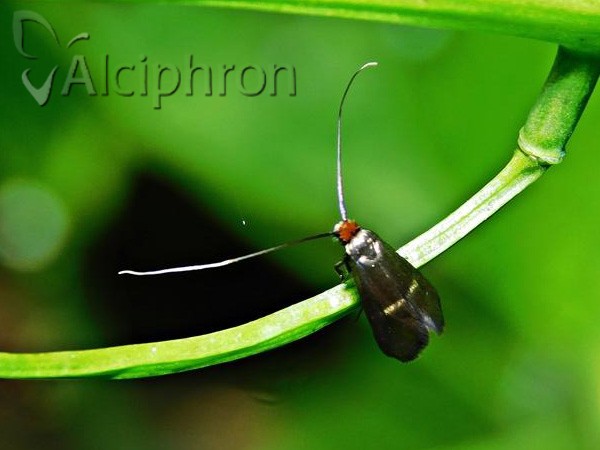 Adela albicinctella