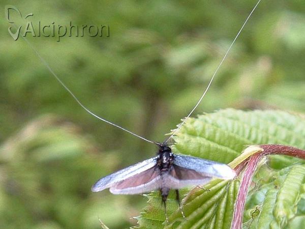 Adela reaumurella
