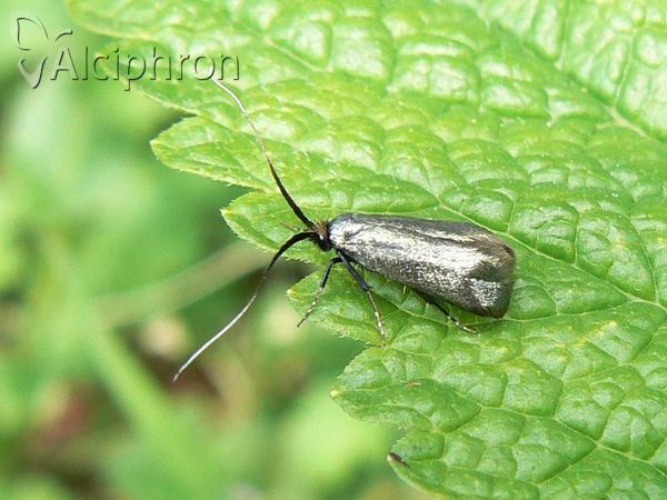 Adela reaumurella